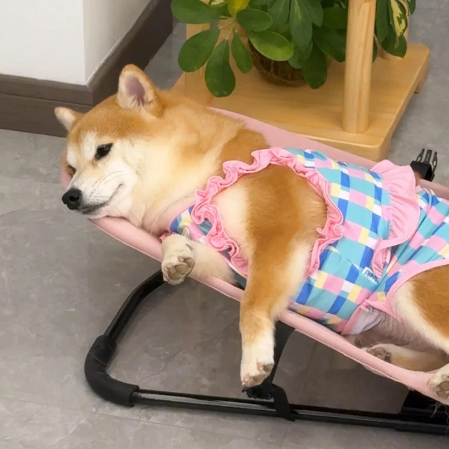 ペット用ロッキングチェア：中小型犬対応の折りたたみ式家具が実用性を提供