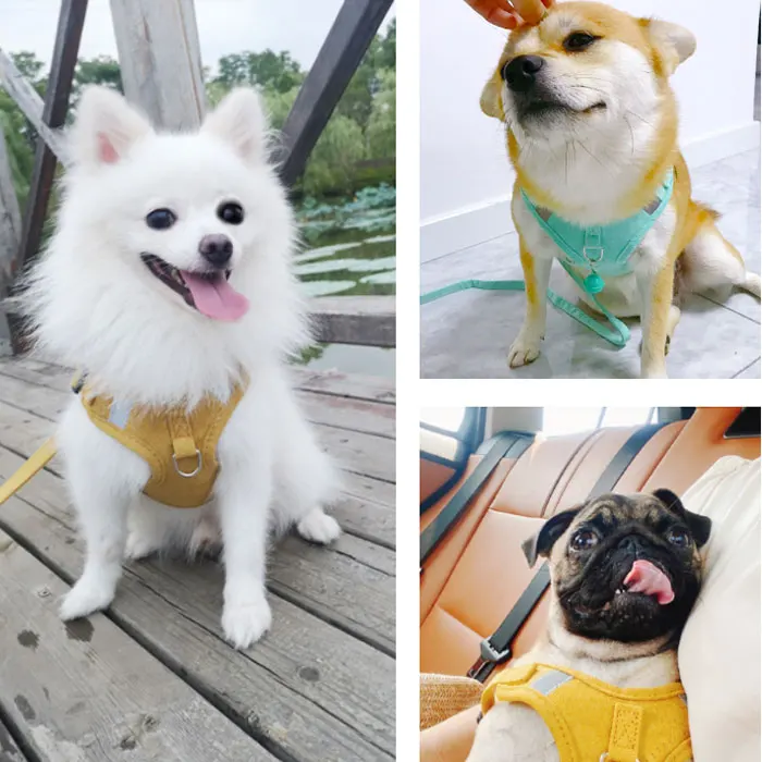 犬のお散歩グッズをコスパ良く揃える方法｜通気性ハーネスリードでストレスを軽減