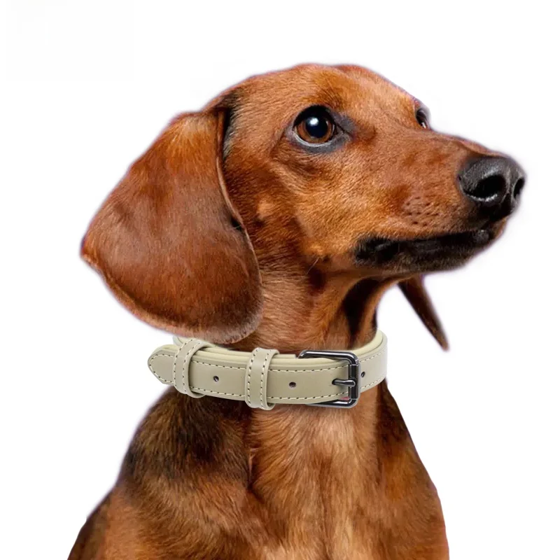 犬のお散歩グッズをコスパ良く揃える方法　完全ガイド