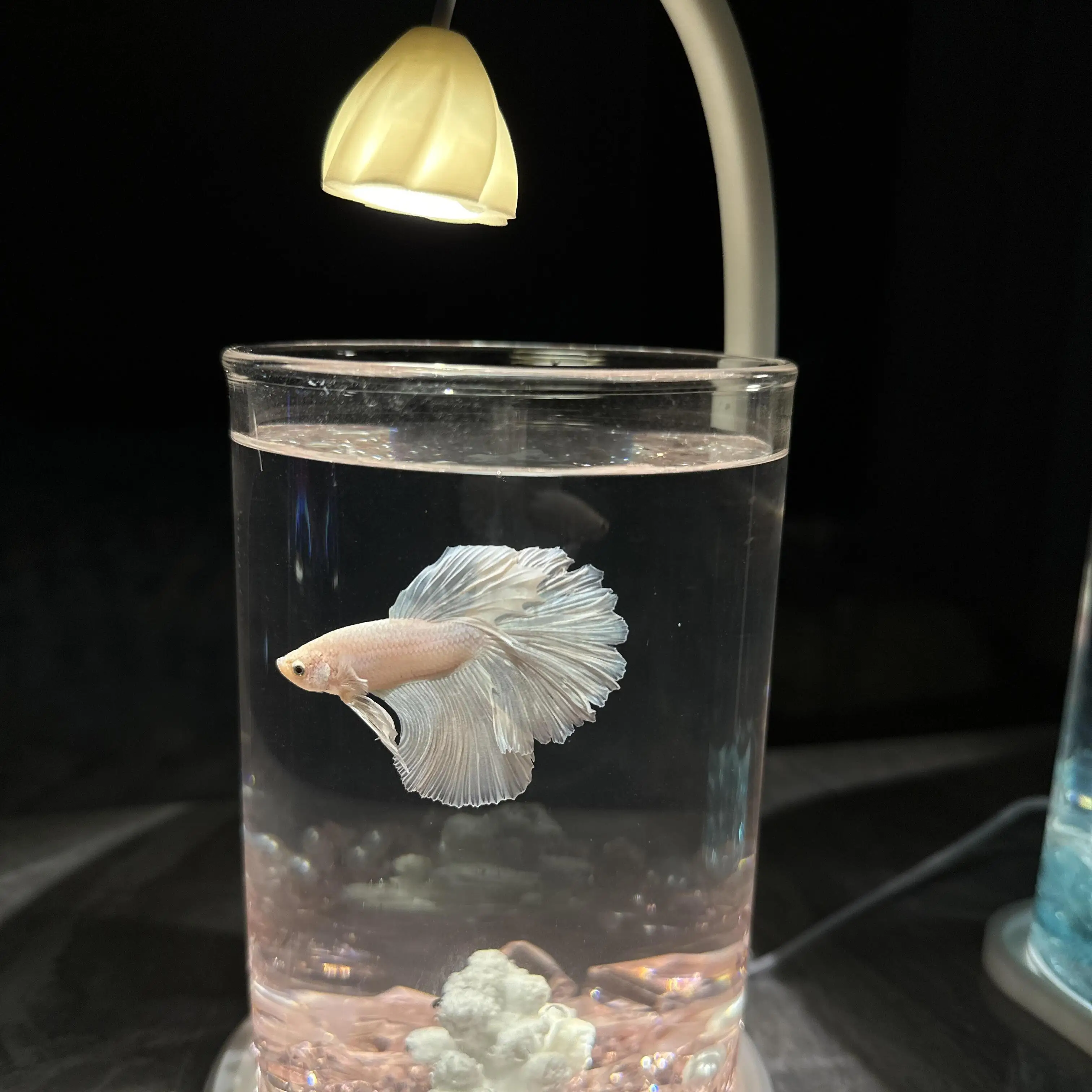 60センチ水槽を選ぶべきか？実は小さなアクリル金魚鉢が、暮らしの中心にいる
