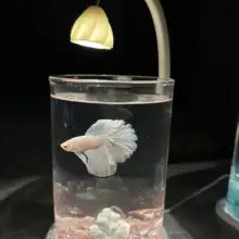 アクリル製 テーブル用異形金魚鉢【透明・小型・観賞用・エコ水槽デザイン】