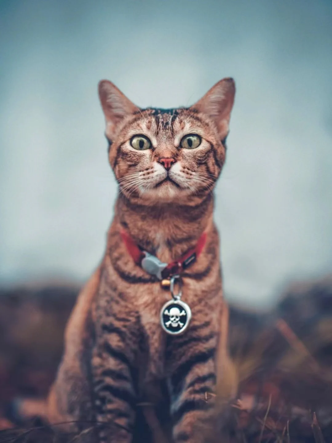 猫の首輪を選ぶときに迷うなら、この1つのポイントで失敗しない