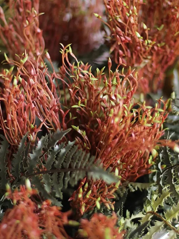 マメクロゴウチとは何か：リアルなブラウン植物の芽の実際の用途と効果