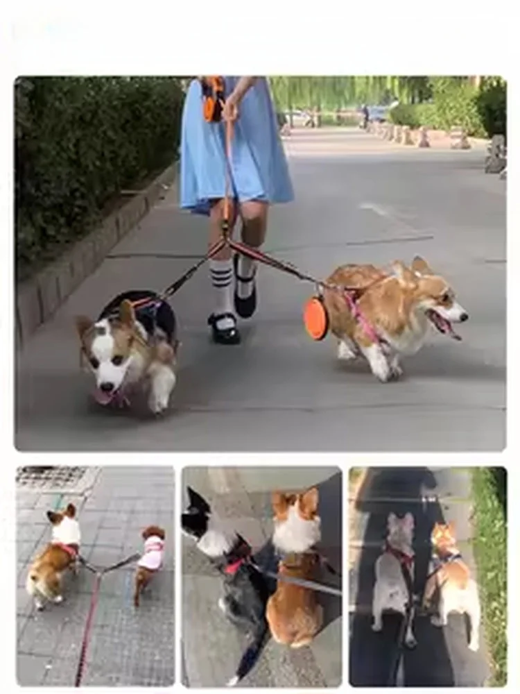 犬のお散歩グッズをコスパ良く揃える方法 - 絡まり防止二頭用ペットリードの選定基準