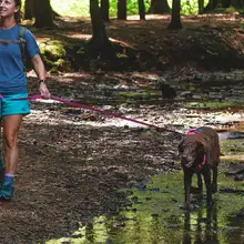 調整可能な引き留めハーネス【防脱防爆・犬用・胸背タイプ】
