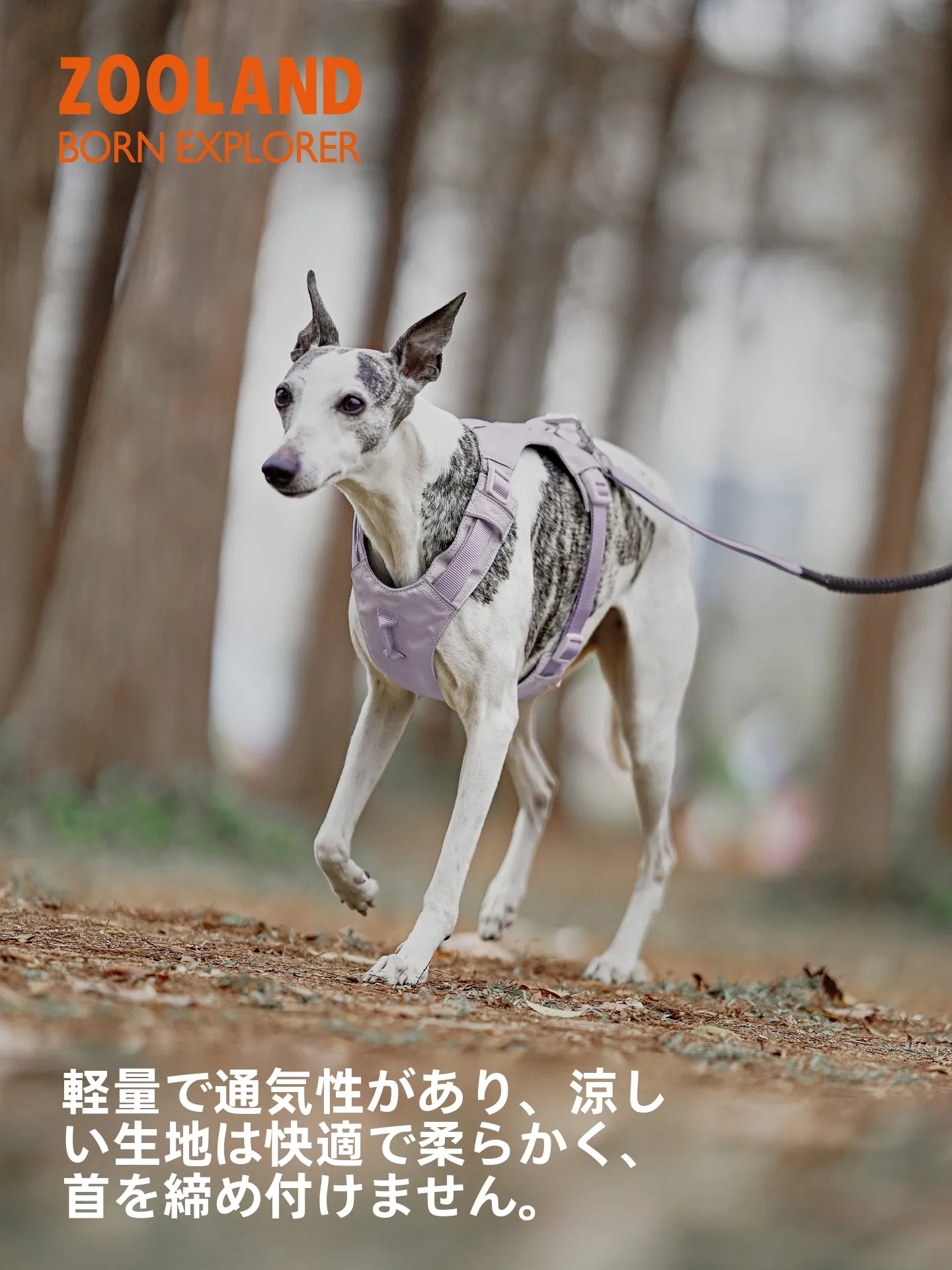 犬のお散歩グッズをコスパ良く揃える方法　完全ガイド