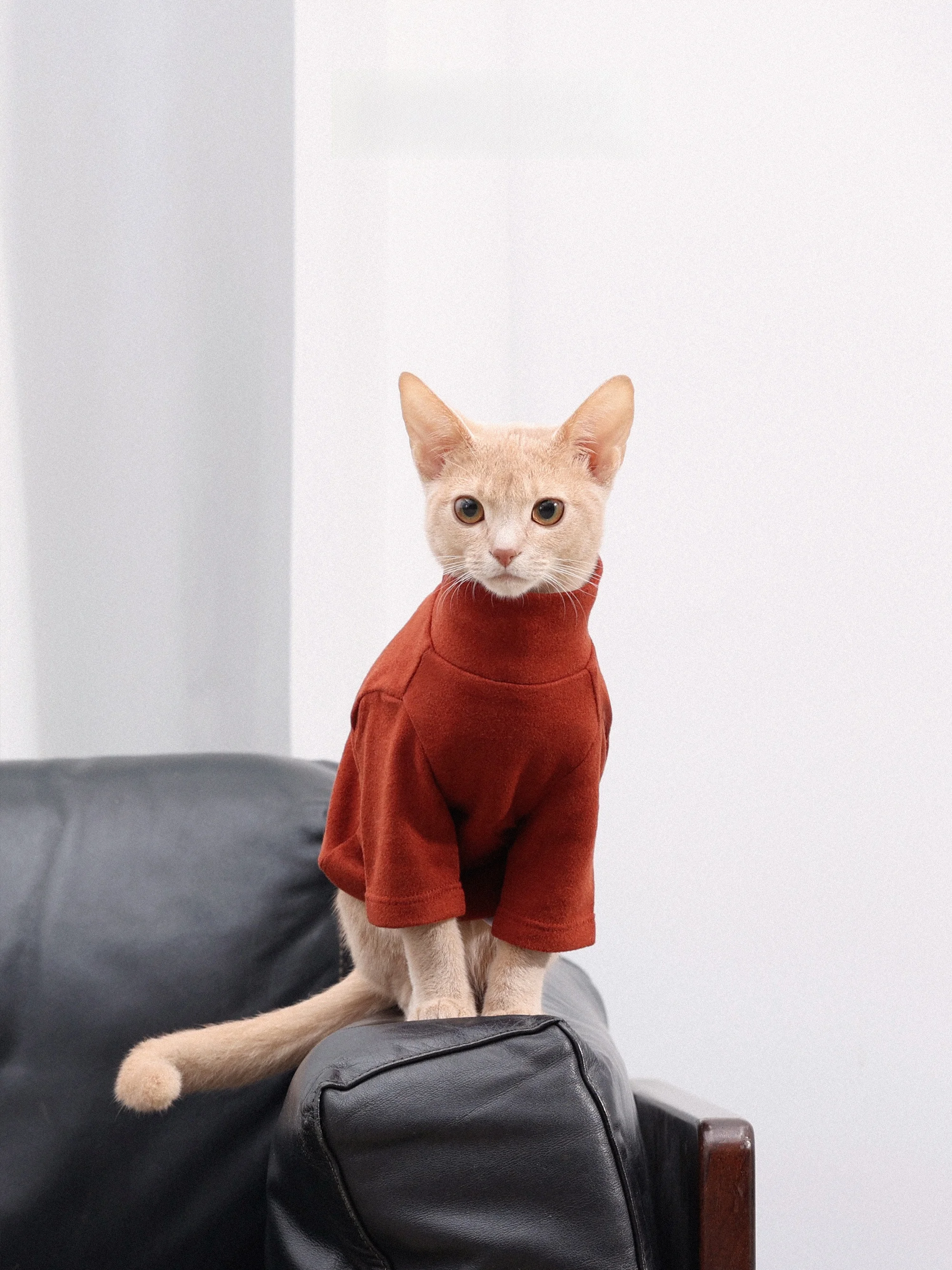 猫飼いが買ってよかったもの・悪かったもの正直に言う｜高領Tシャツの心理的効果と選び方完全ガイド