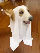 ペット用ハロウィンゴーストコスチューム【犬用ケープ・猫用変身衣装・撮影小道具】