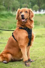 犬用シューズ 小型犬 散歩用 防水 防滑 汚れ防止 カバー