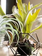 大型シダ植物の壁掛けディスプレイ【造花・熱帯風・吊り下げ用】