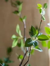 フェイクグリーン ツバキ 客間 装飾 大型 植木 日本北欧風