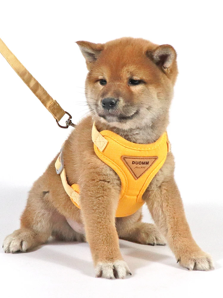 犬のお散歩グッズをコスパ良く揃える方法｜調整可能なハーネス付きリードの徹底解説