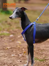 犬用 ハーネスリード ペット散歩 中型犬 高品質 快適耐久