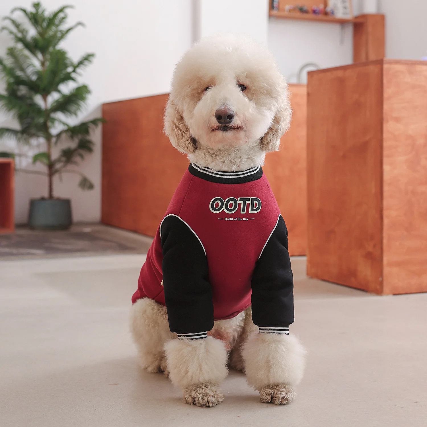 大型犬の服をどう選ぶ？冬の寒さに負けない、リアルな使い勝手を体感した1つの答え