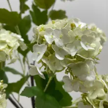 高級三頭ウッドボール造花【玄関・テレビ台用・インテリア装飾】