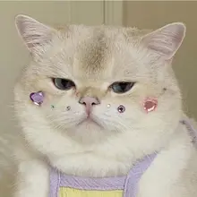 猫 ステッカー 犬 クリスタルステッカー ペット 誕生日 装飾 3D 立体