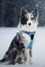 犬用リード【小型犬と中型犬向け・ハーネスタイプ・散歩用】