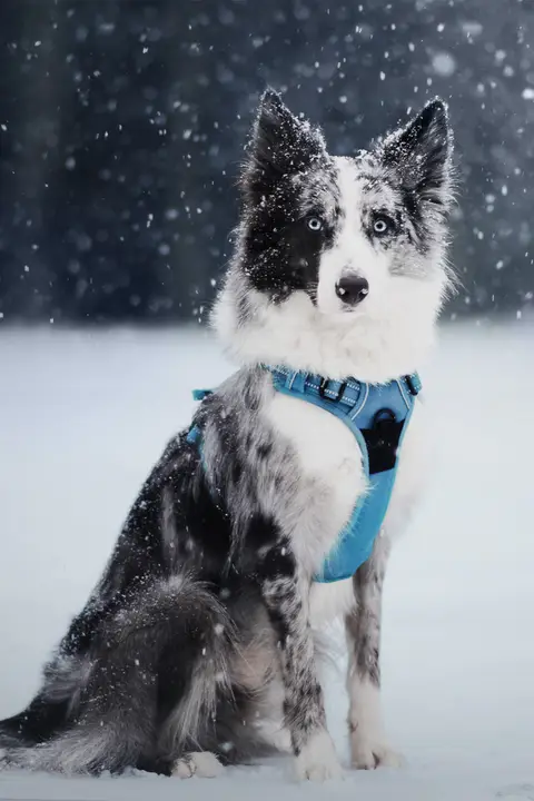 犬用リード【小型犬と中型犬向け・ハーネスタイプ・散歩用】
