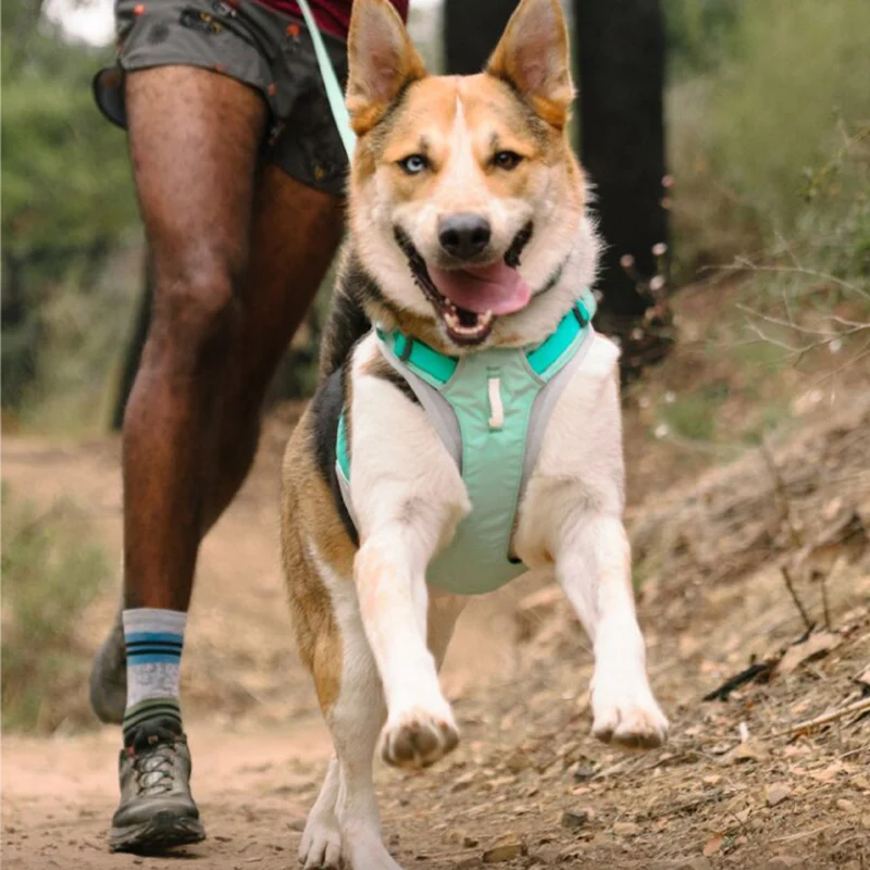 犬のお散歩グッズをコスパ良く揃える方法｜通気性とサイズ選びの徹底解説
