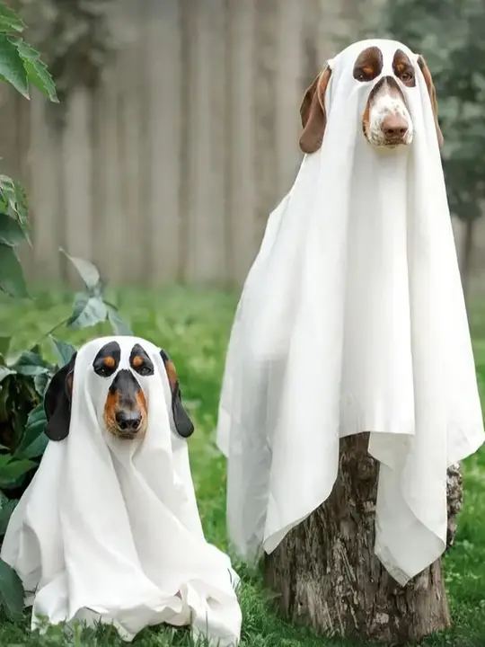 ペット用ハロウィンゴーストコスチューム【犬用ケープ・猫用変身衣装・撮影小道具】