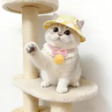 耳出しデザインの夏用UVカットキャップ【猫と犬用・グラデーション生地・フルハット】