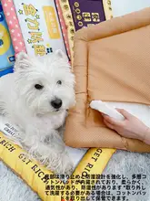 ペット用ベッド【夏用・洗濯可能・小型犬・猫兼用・おしゃれデザイン】