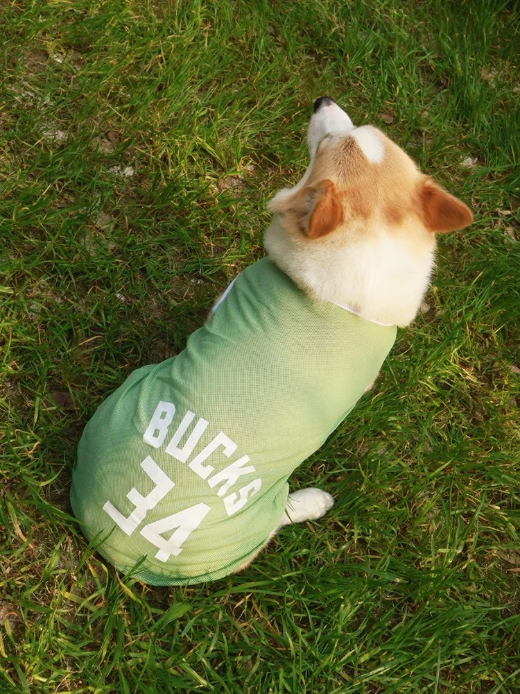 夏用コーギー犬用衣服：薄手・虫除け・UVカットで快適な outdoors ライフを実現