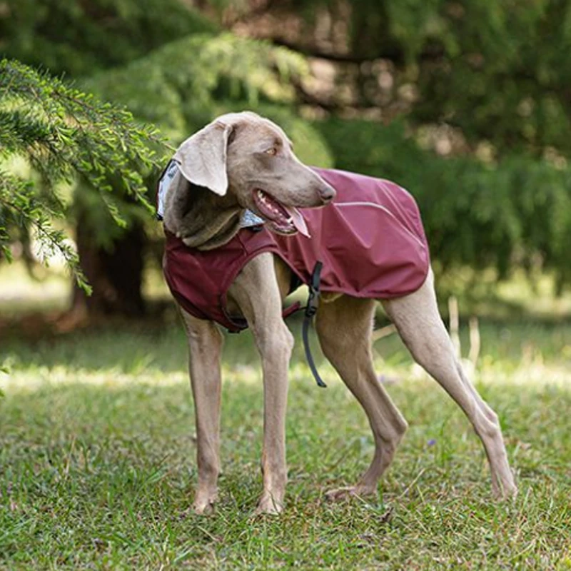 犬のお散歩グッズをコスパ良く揃える方法｜中大型犬向けフード付きレインコートの実測ガイド