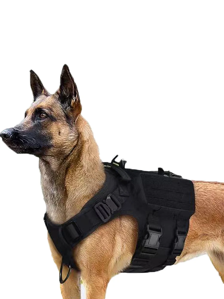 犬のお散歩グッズをコスパ良く揃える方法　完全ガイド
