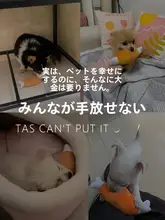 犬用おもちゃ【噛みごたえのある毛布の骨・鳴き声付き・小型犬用】