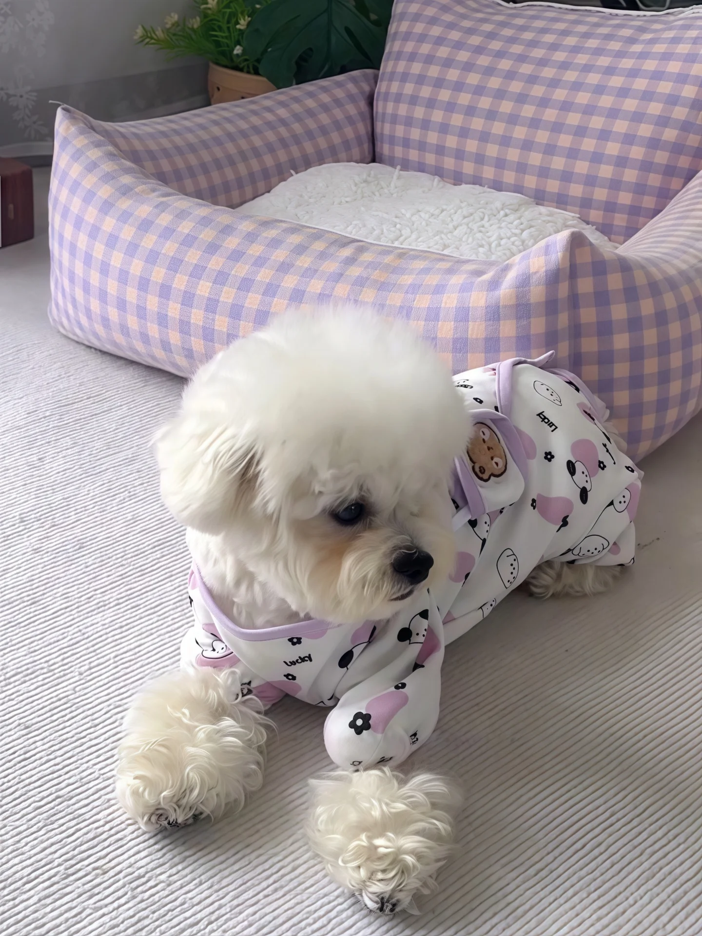 ミニワン用全身服：秋冬期の小型犬向け保温性と可愛さを実証