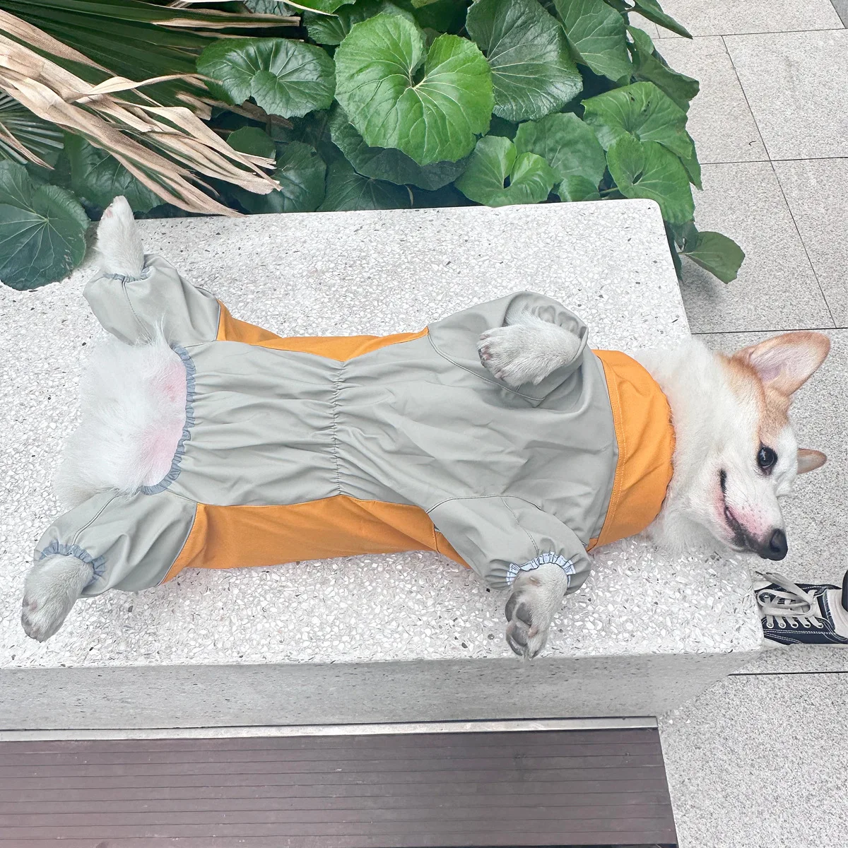 犬のお散歩グッズをコスパ良く揃える方法｜全身カバーで複数シーン対応の実践ガイド