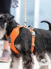 犬用 胸部ハーネス【中小型犬対応・リード付き・柴犬＆ボーダーコリー用】