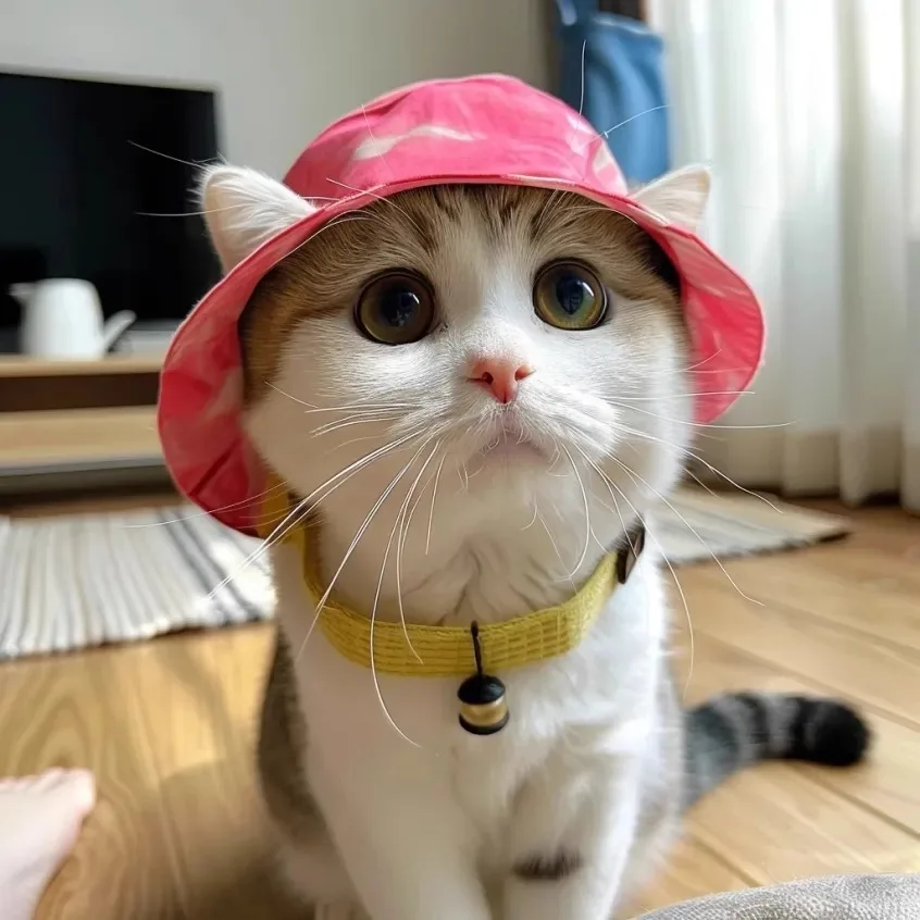 猫耳付  きデザインキャップは、どんな場面で活躍するの？