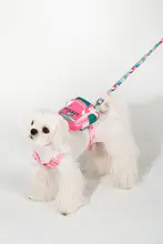 小型犬用 胸背式ハーネス リード付き【アウトドア向け・アーティスティックデザイン】