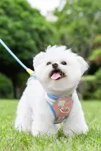 犬用ハーネス付きリード【小型・中型犬用・胸部サポート・お散歩用】