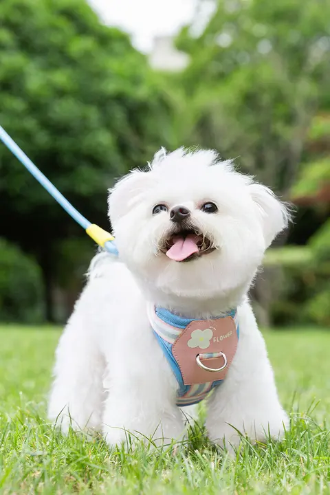 犬用ハーネス付きリード【小型・中型犬用・胸部サポート・お散歩用】