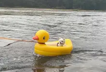 浮き輪 小型犬 ペット用 アウトドア 持ち運び 充気