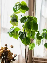 盆栽 屋内装飾用 本物の植物 樹木スタイル
