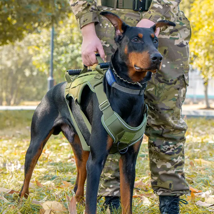 おしゃれで安全！大型犬用 通気性のある反射式タクティカルハーネスとリード【軽量・散歩用】
