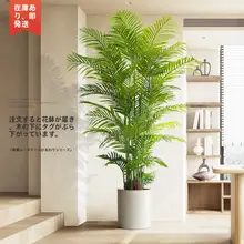 リアルな観葉植物 散尾葵の人工植物【インテリア装飾用・大型フロアプランツ】