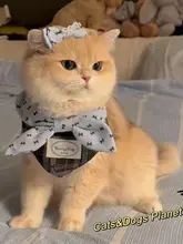 ペット用 フード付きビブ【猫犬用・装飾的な蝶ネクタイ・金色グラデーション】