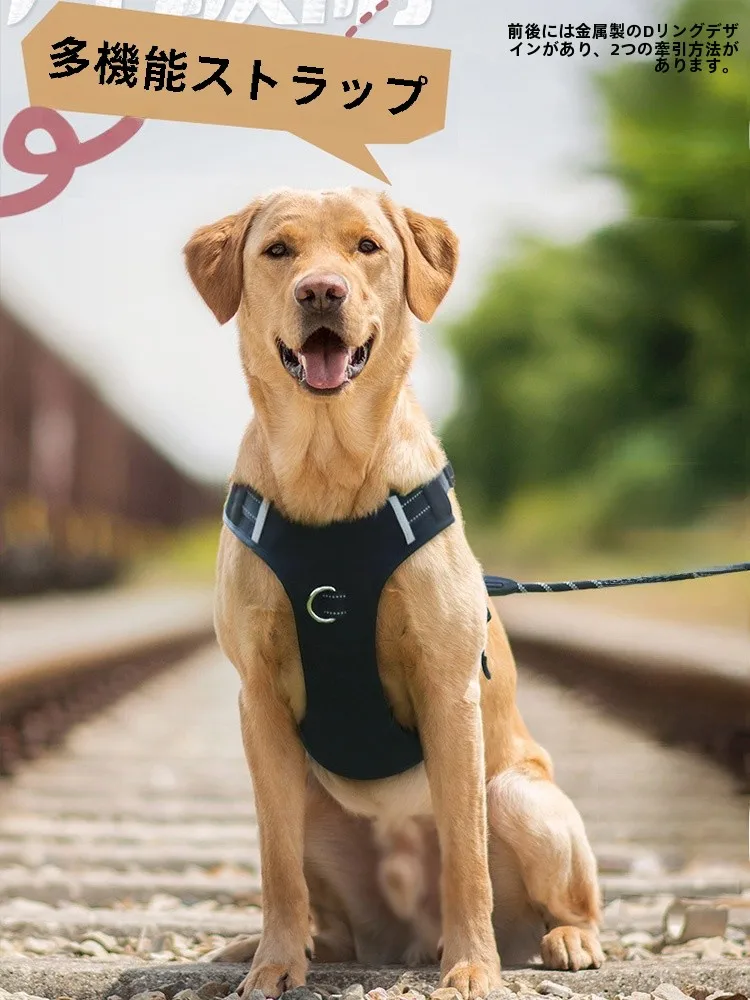 犬のお散歩グッズをコスパ良く揃える方法　安全で使いやすい選び方の完全ガイド