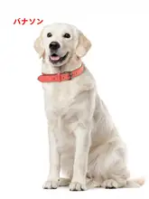 ペット用ソフトリード【中型犬・大型犬対応・ゴールデンレトリバー・ボーダーコリー用】