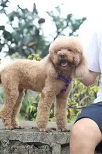 犬用リードと首輪【散歩用・中小型犬対応・コットン素材】