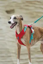 犬用 ハーネスリード【小中大型犬対応・首を締めない工字型】