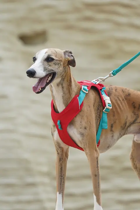 犬用 ハーネスリード【小中大型犬対応・首を締めない工字型】