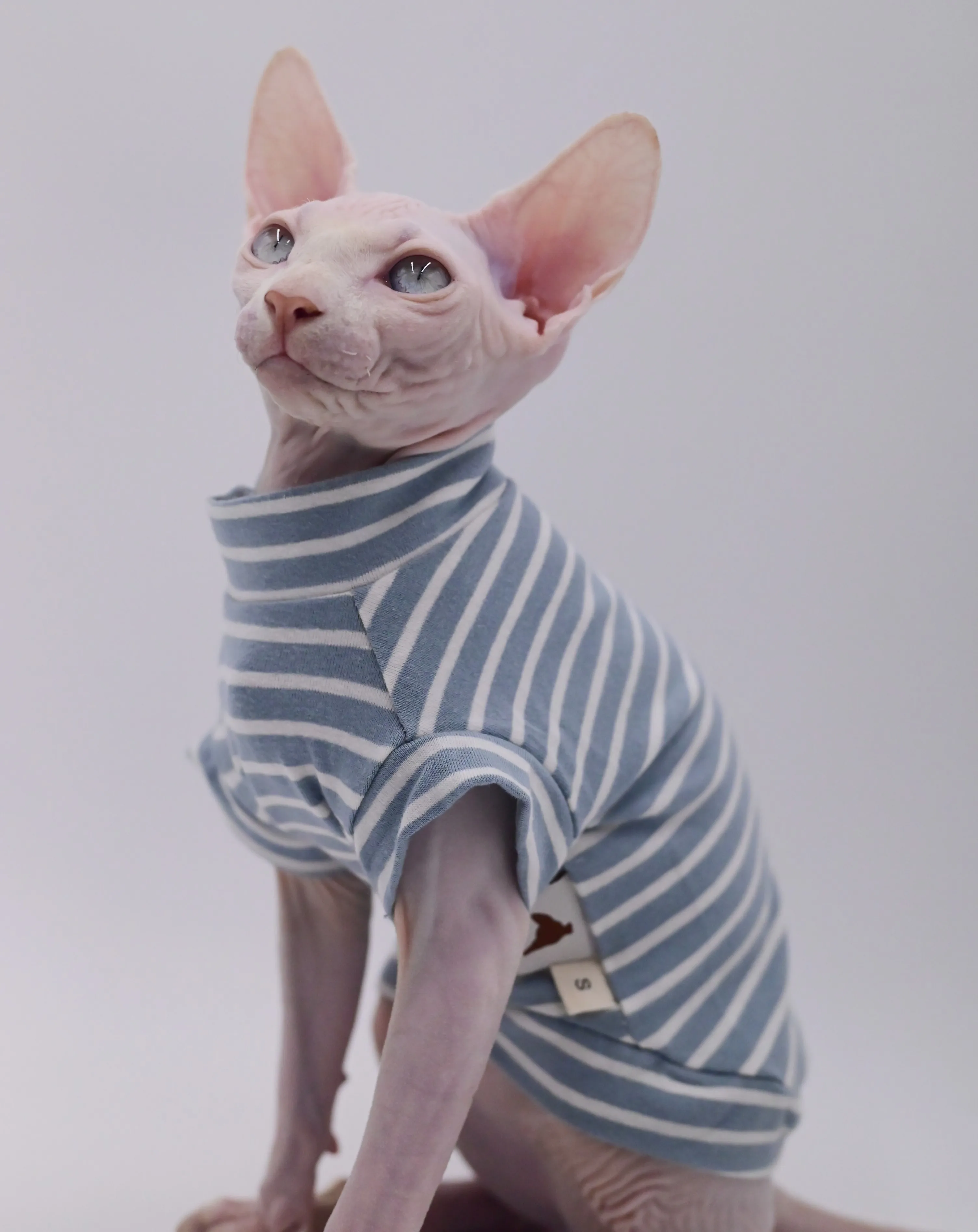 猫飼いが買ってよかったもの・悪かったもの正直に言う｜スフィンクス猫の服選び完全ガイド