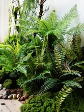 リアルなシダ 盆栽 緑の植物 熱帯雨林のシーン 植物 コーナー装飾