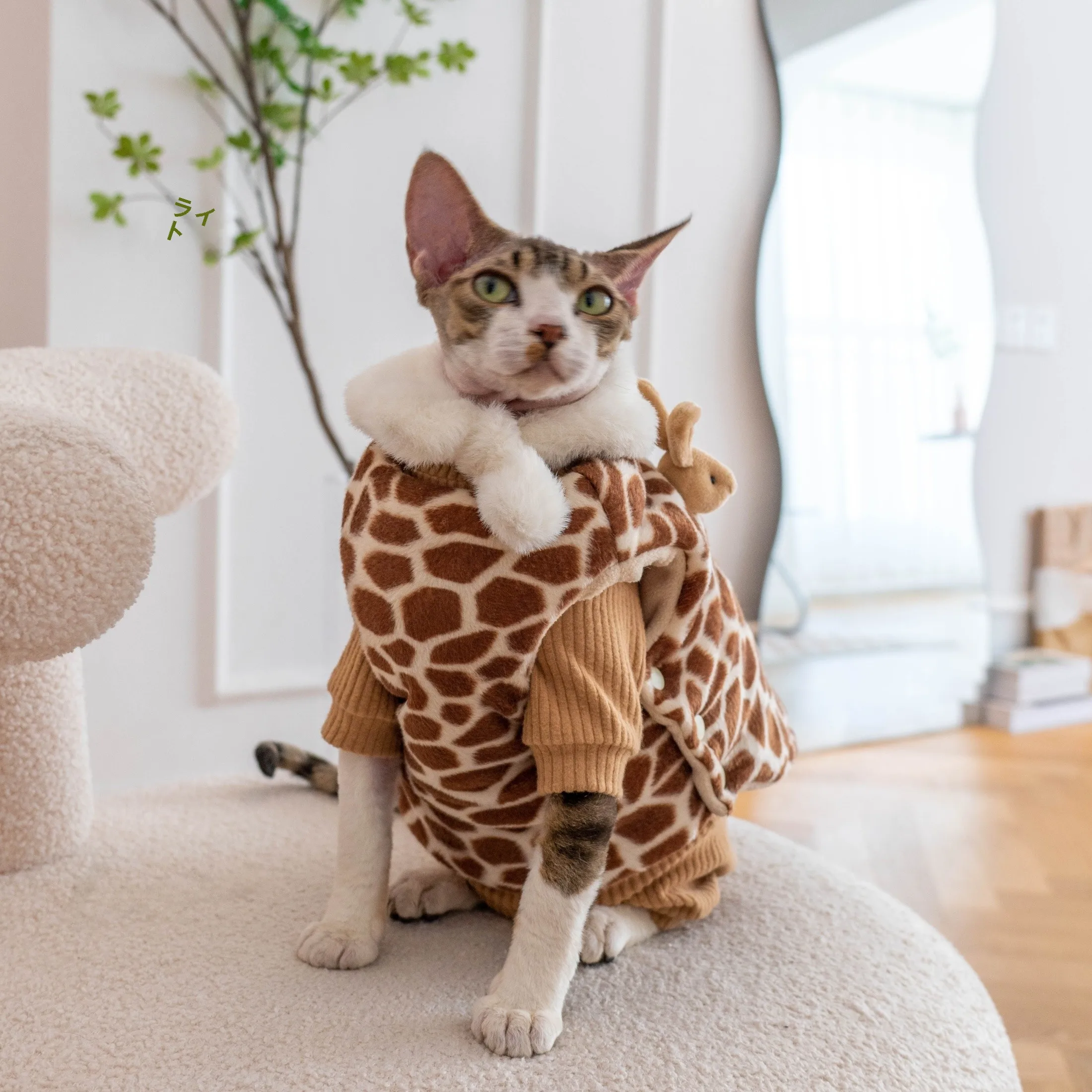 GINGERAIN デボンレックス猫用冬用ジャケット：一人暮らし向けの保温性と実用性を徹底検証